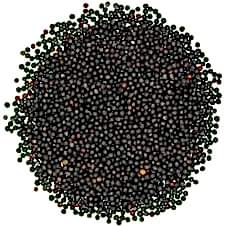 Premium Kanola (Rapiska) Tohumu 1 Kg